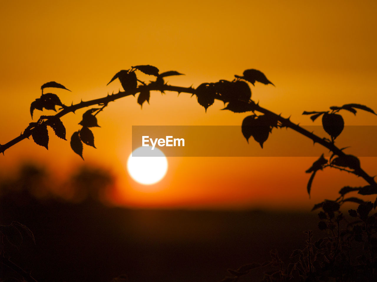 Close-up of silhouette tree against orange sky