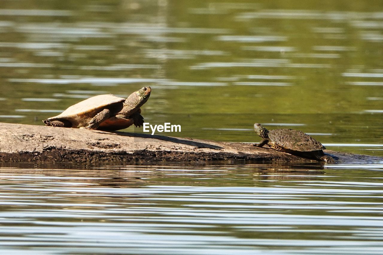 animal themes, animal, animal wildlife, water, wildlife, bird, lake, nature, duck, group of animals, no people, water bird, reflection, swimming, day, reptile, two animals, outdoors