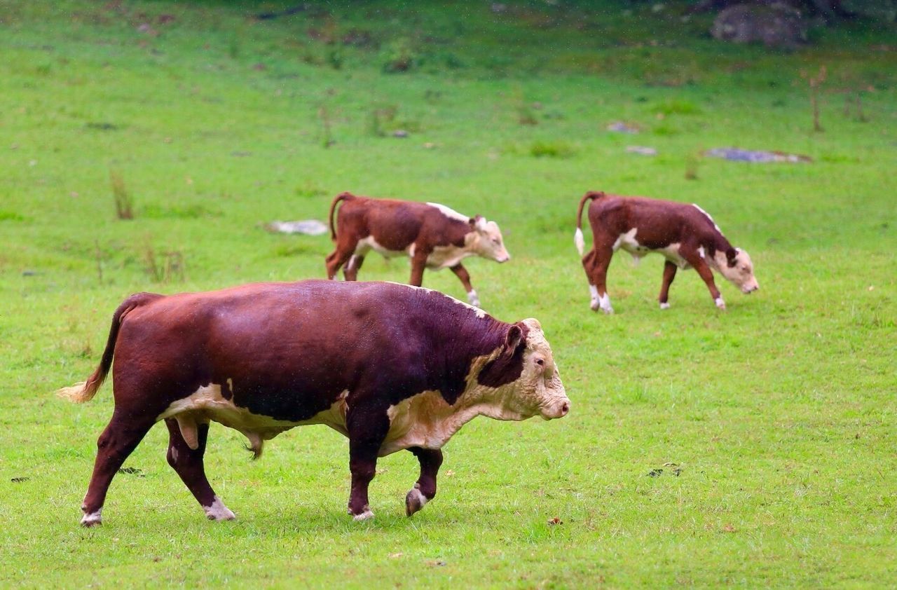 Cows walking on grassy field