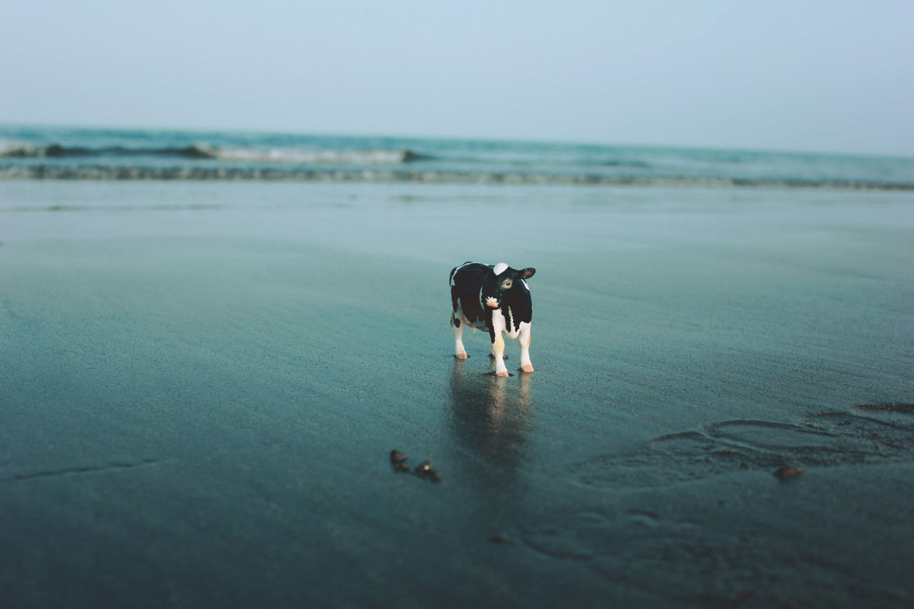 View of cow miniature on calm beach against clear sky