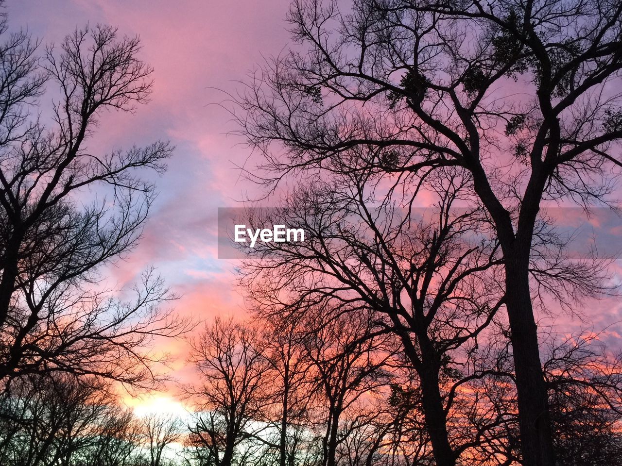 LOW ANGLE VIEW OF SILHOUETTE TREE AGAINST SKY AT SUNSET