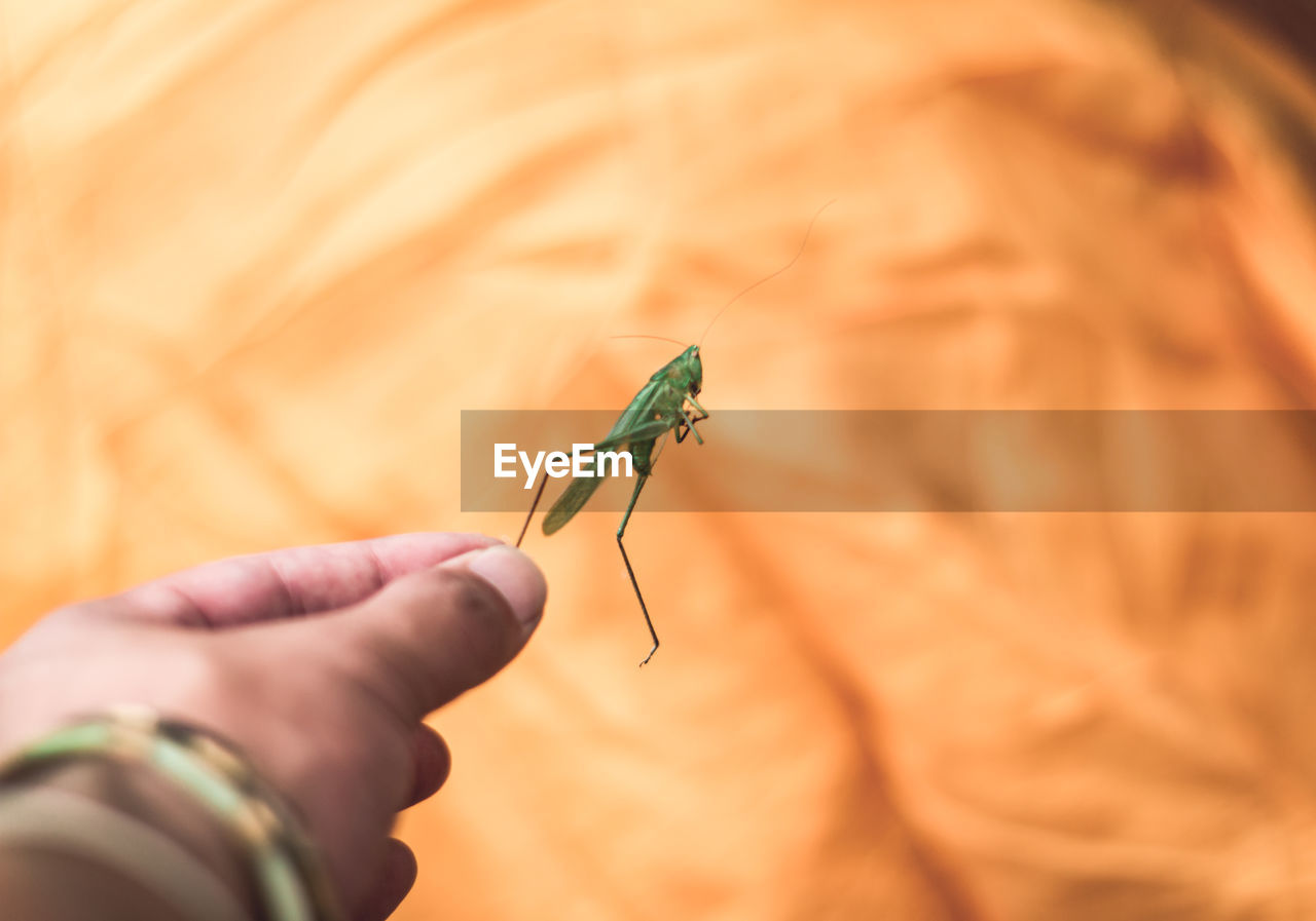 CLOSE-UP OF INSECT ON FINGER