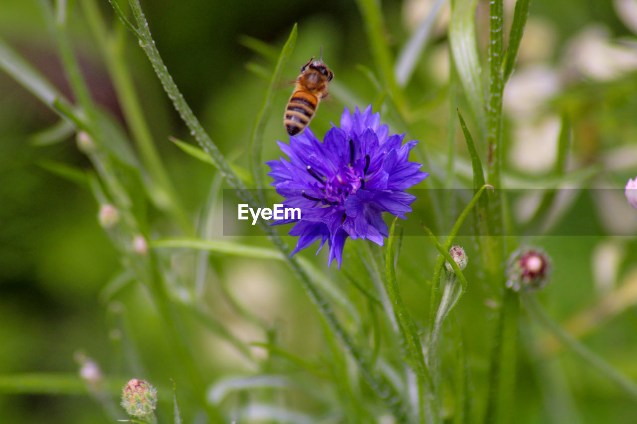 CLOSE-UP OF HONEY BEE ON PURPLE FLOWER