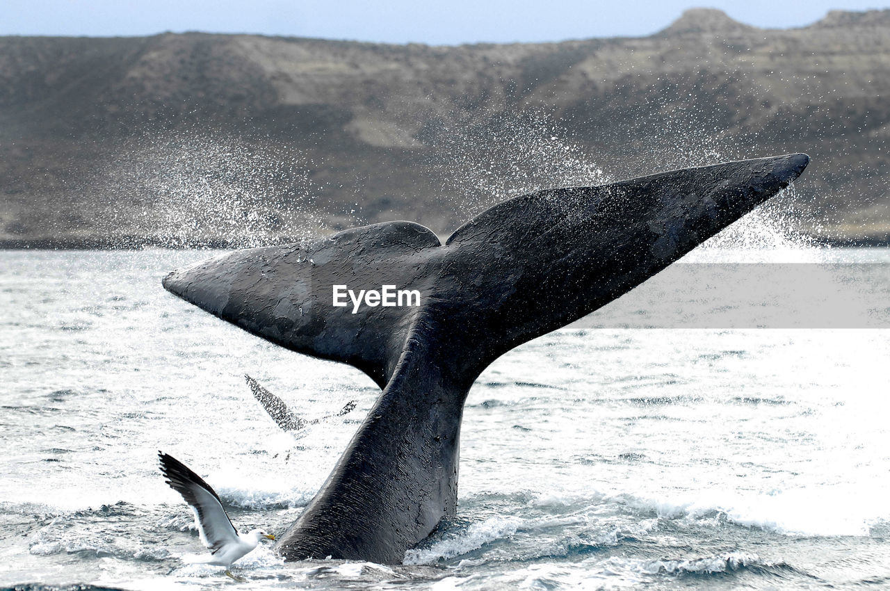 View of a sea and a whale