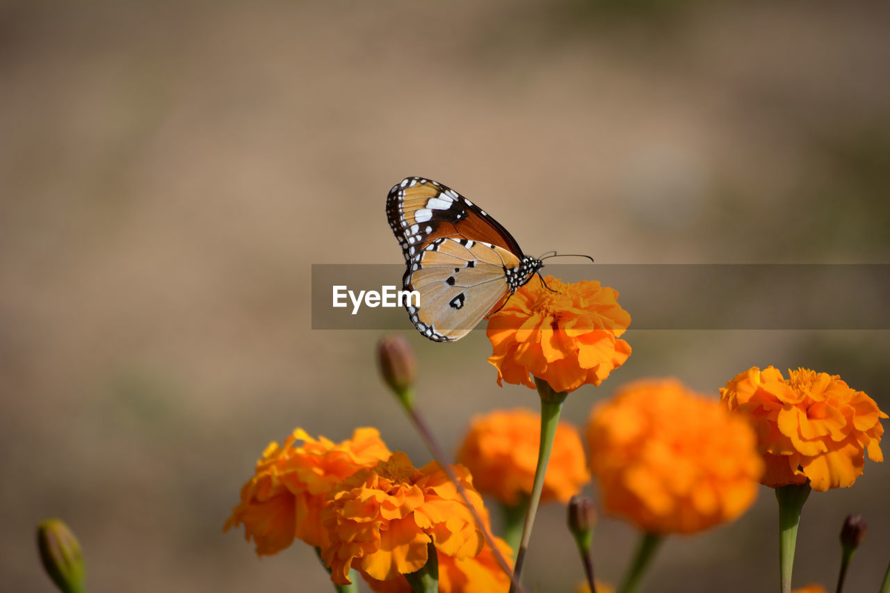 Beautiful butterfly on marigold flower in the garden