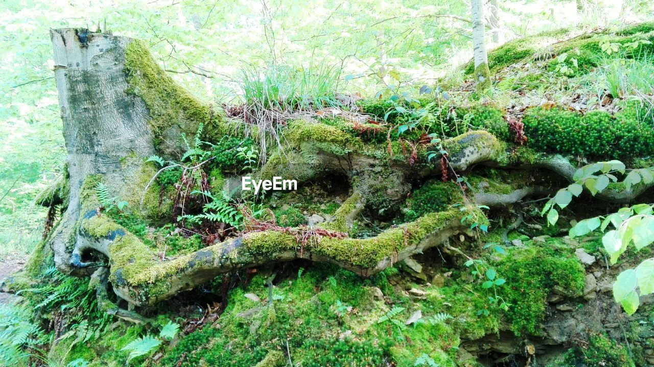 Moss growing on tree trunk