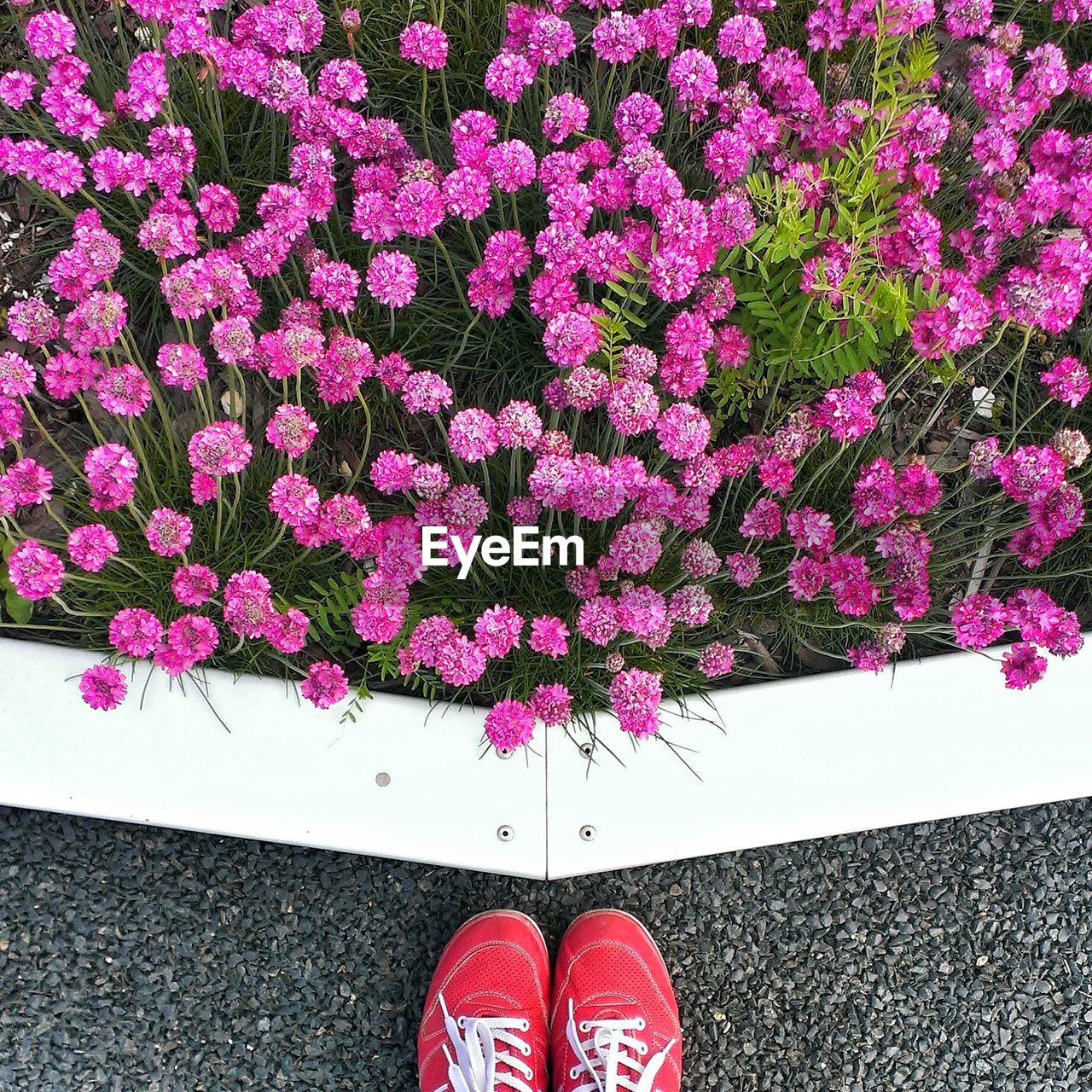 Low section of person standing by pink flowers