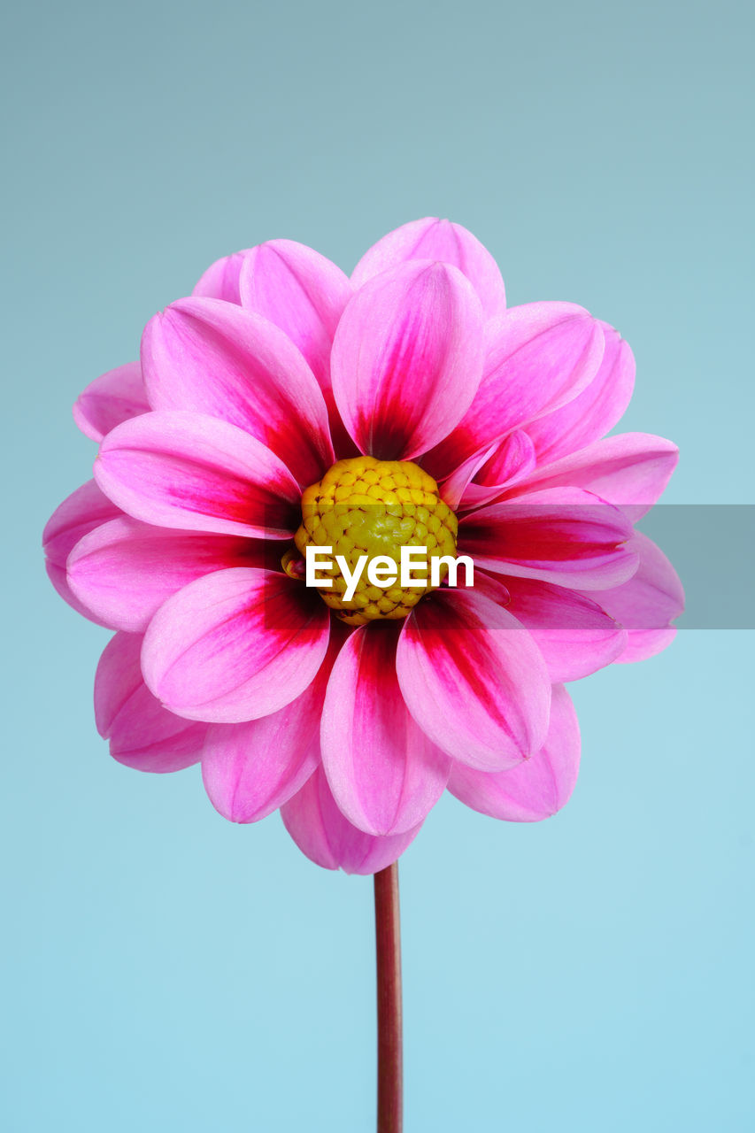 CLOSE-UP OF PINK FLOWER OVER WHITE BACKGROUND