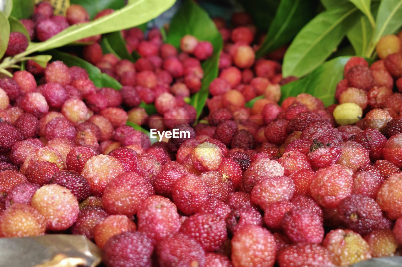 Street journals- close up of wild red berries of india. 