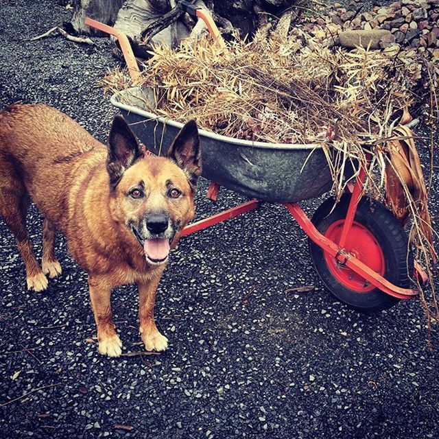 PORTRAIT OF DOG