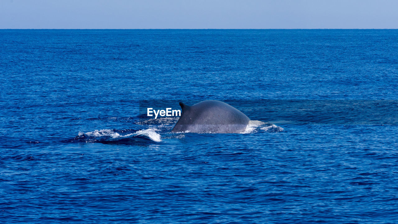 VIEW OF AN ANIMAL ON SEA