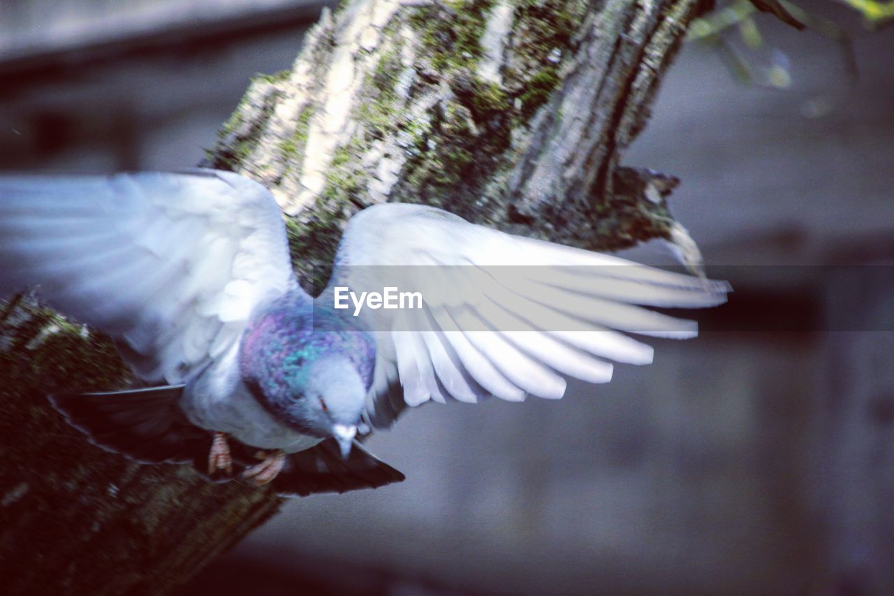 CLOSE-UP OF PIGEON