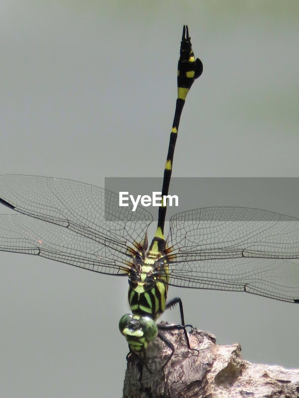 dragonfly, dragonflies and damseflies, animal themes, animal, animal wildlife, insect, animal wing, wildlife, nature, one animal, no people, focus on foreground, close-up, wing, outdoors, day, beauty in nature, macro photography, plant, animal body part