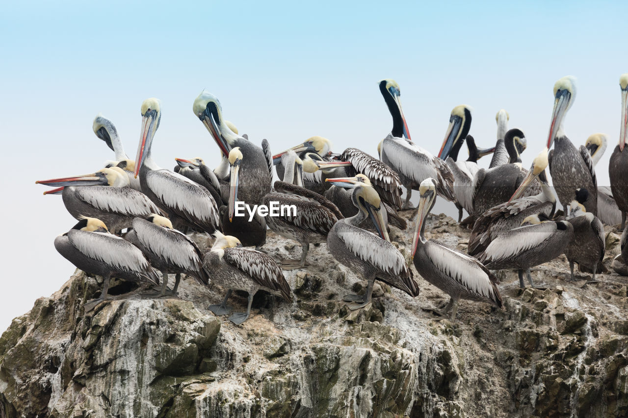 Low angle view of pelicans perching on rock formation