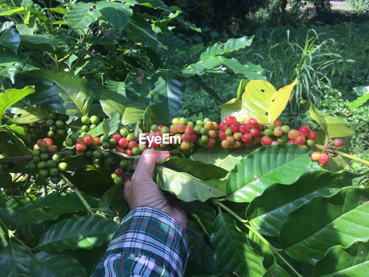 Low section of person holding coffee cherries 