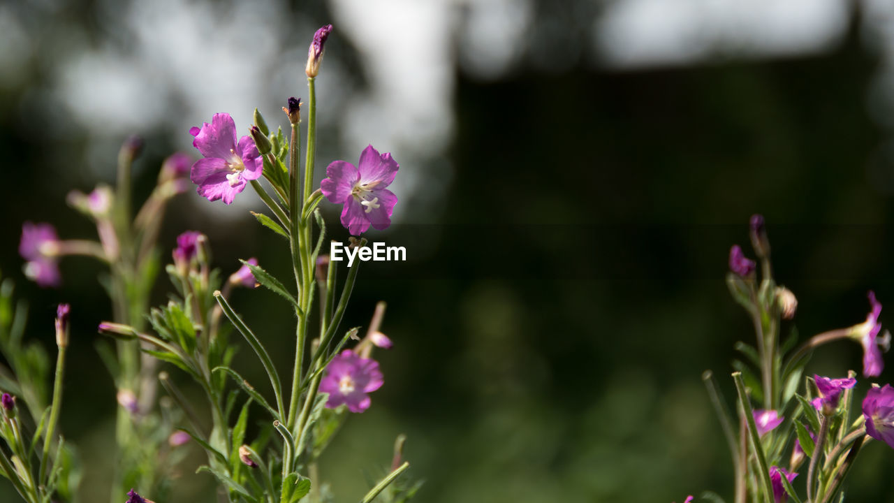 Close-up of flowers against blurred background