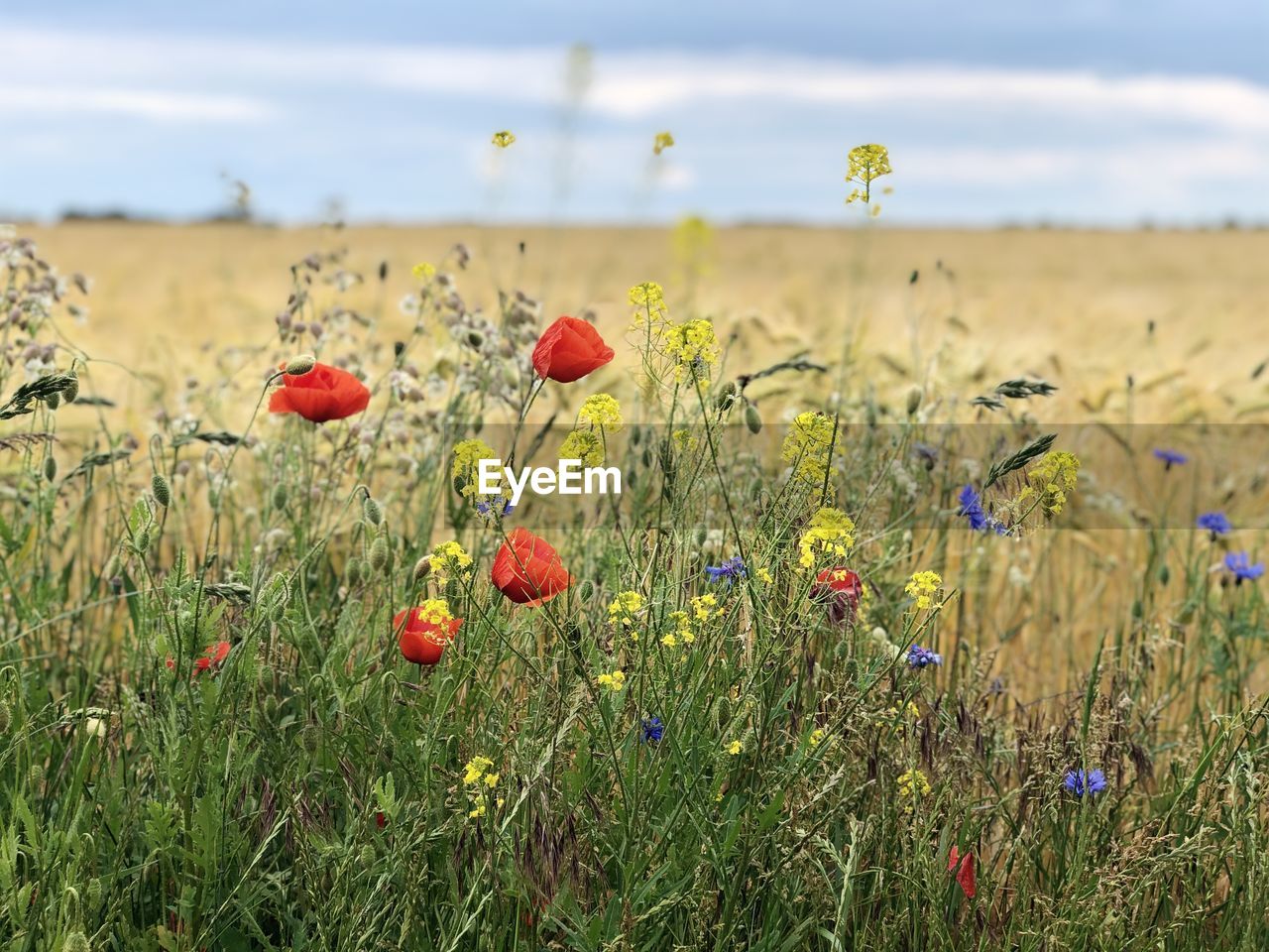 Close-up of poppies on field against sky