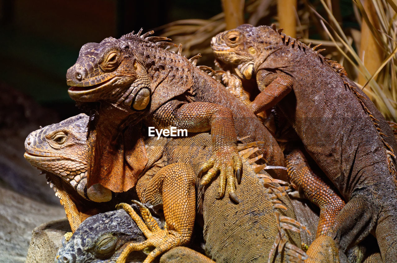 Close-up of iguanas