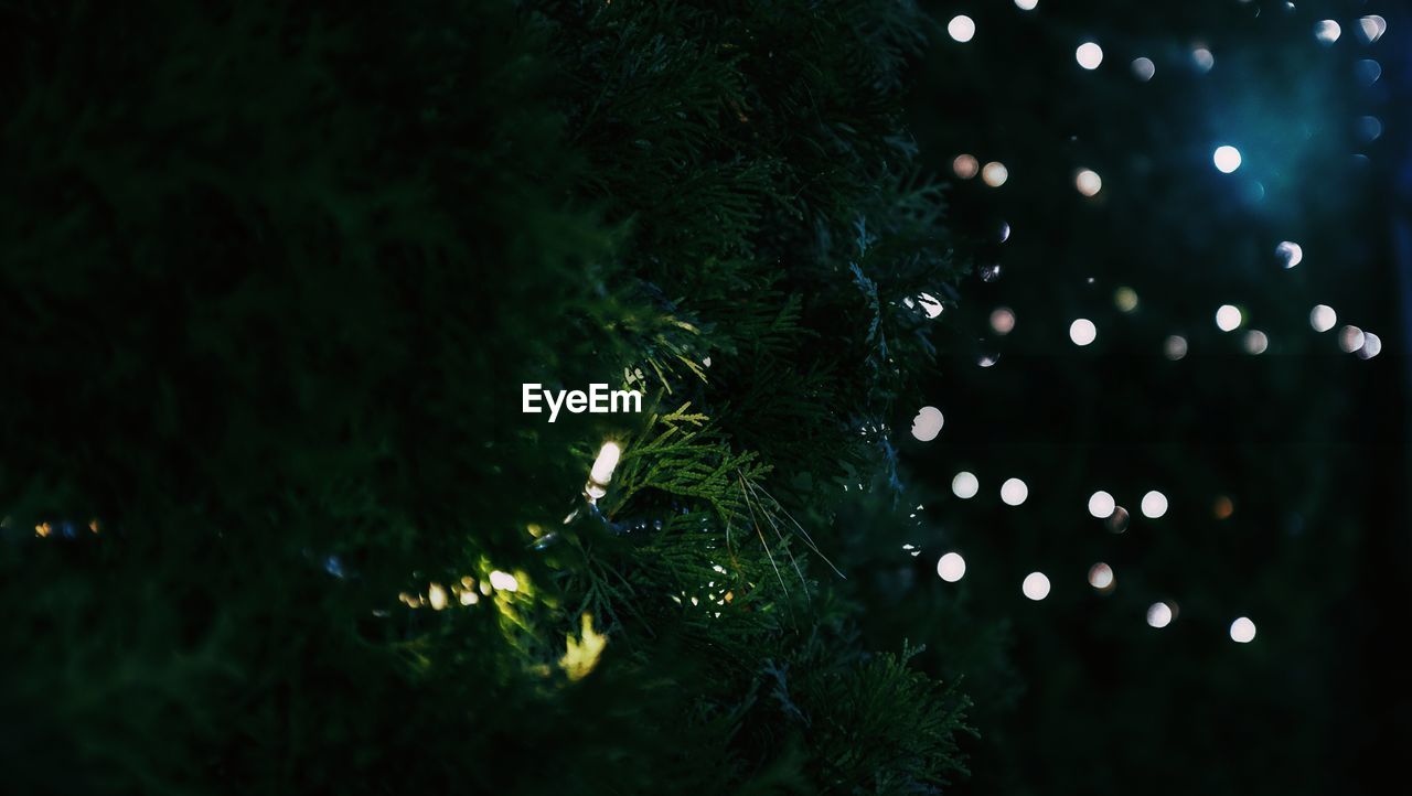 Close-up of lighting equipment on tree at night