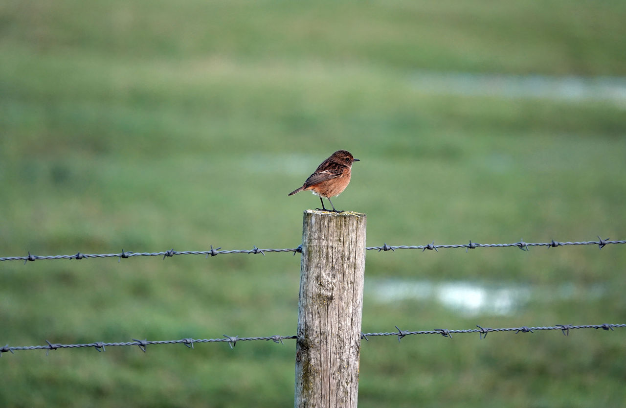 Stonechat perching on wooden post