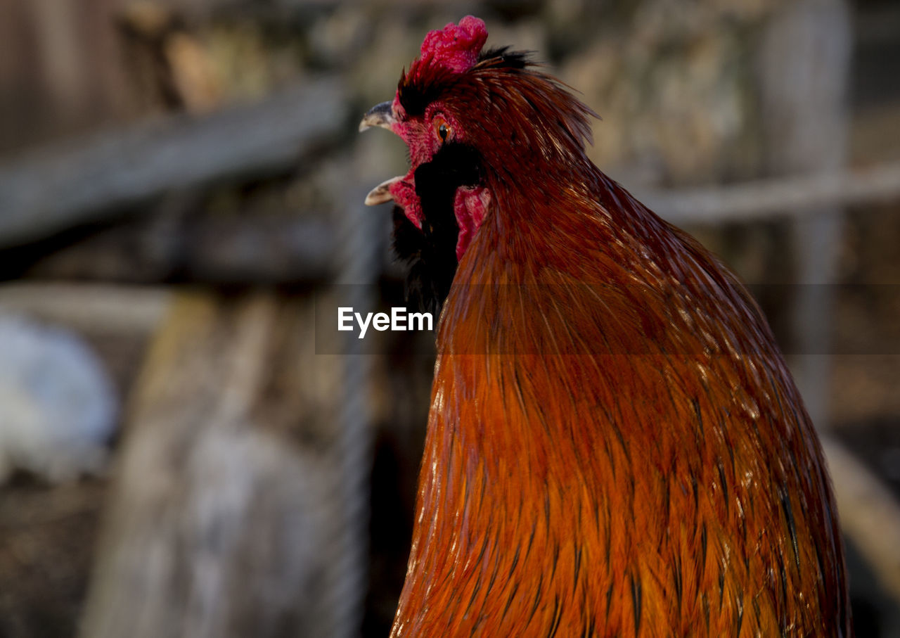 Close-up of rooster