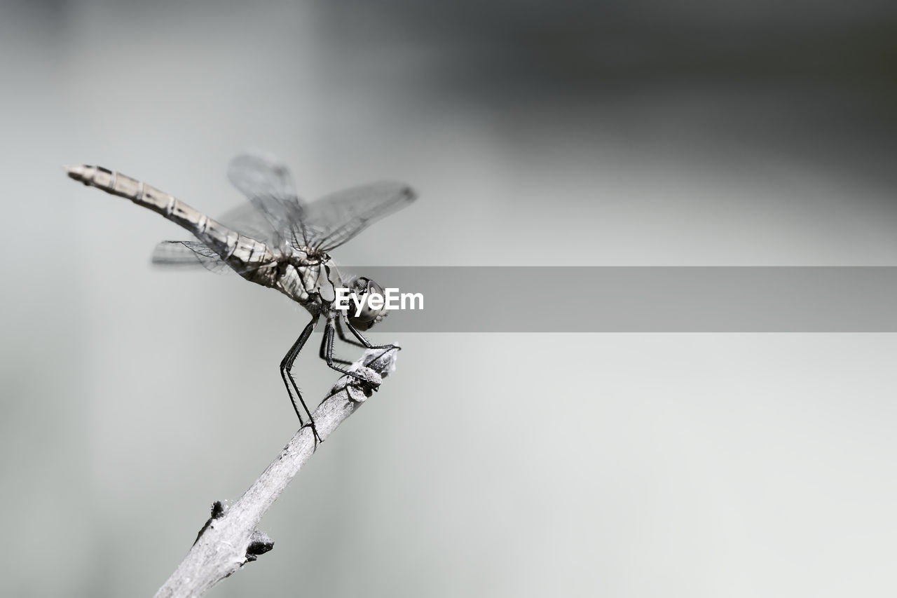 Close-up of dragonfly on twig