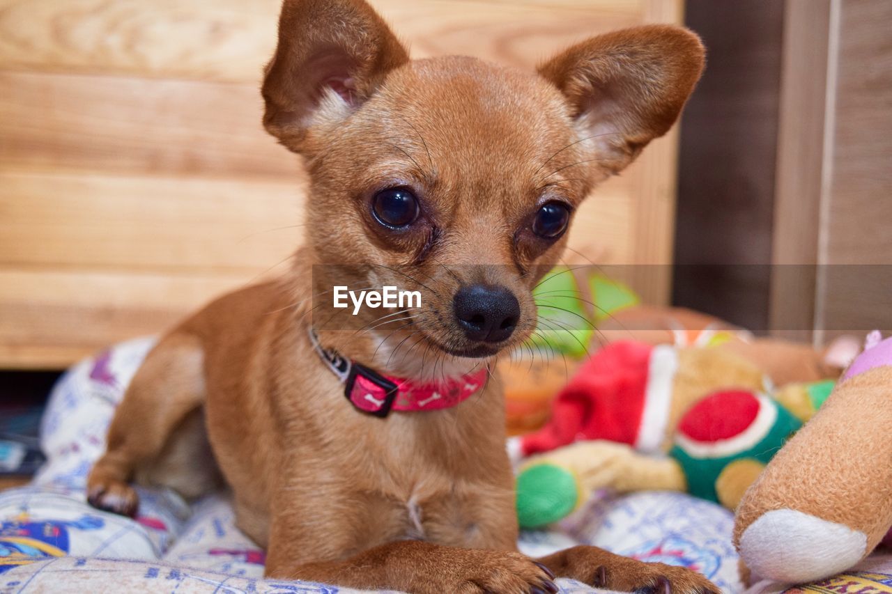 PORTRAIT OF DOG WITH TOY