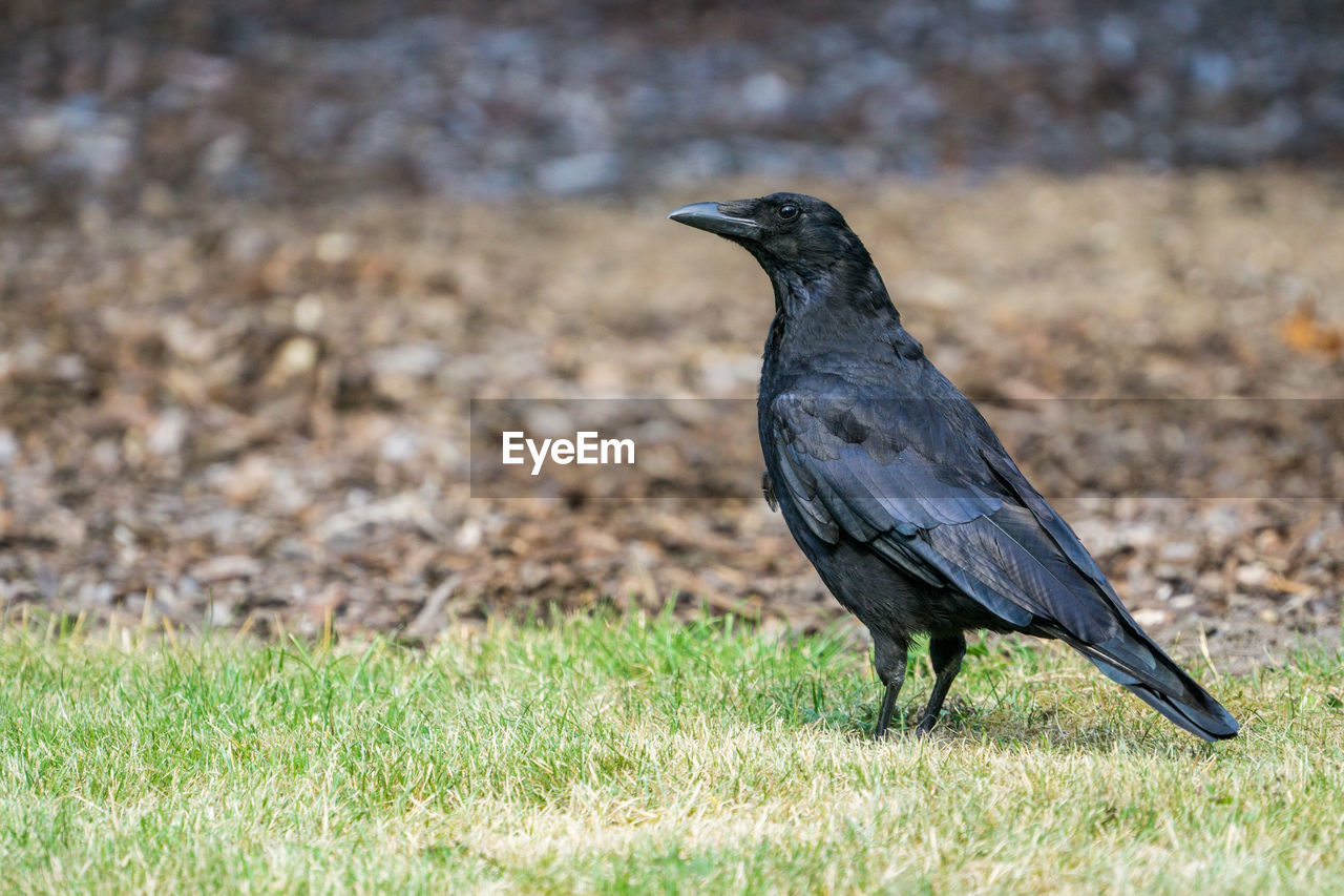 Black bird perching on grassy field