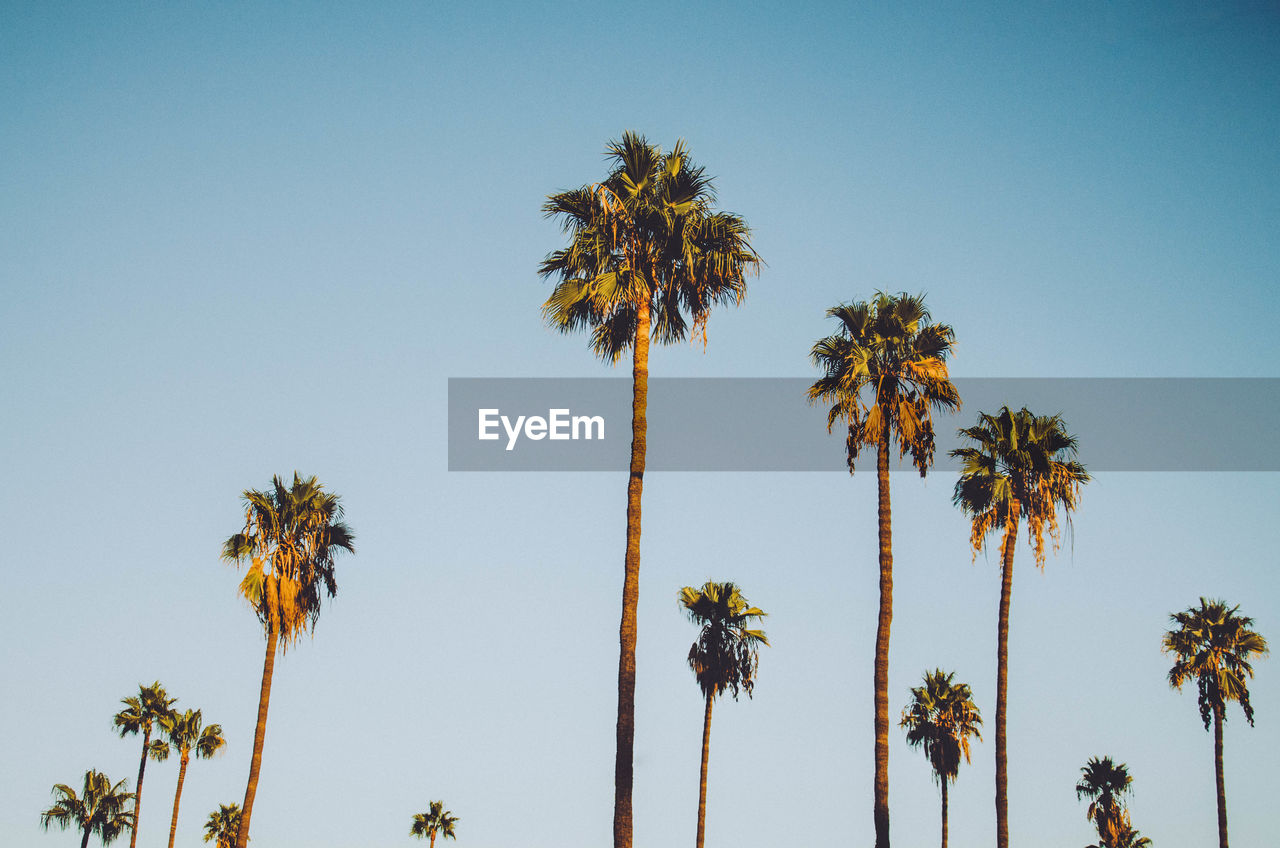 Low angle view of palm trees against clear sky