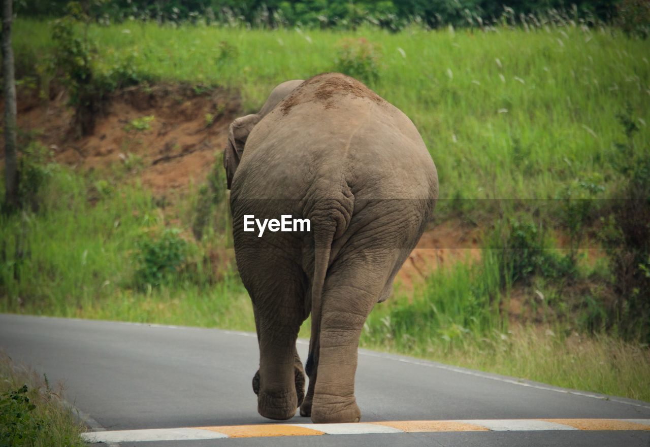 REAR VIEW OF ELEPHANT WALKING IN ROAD