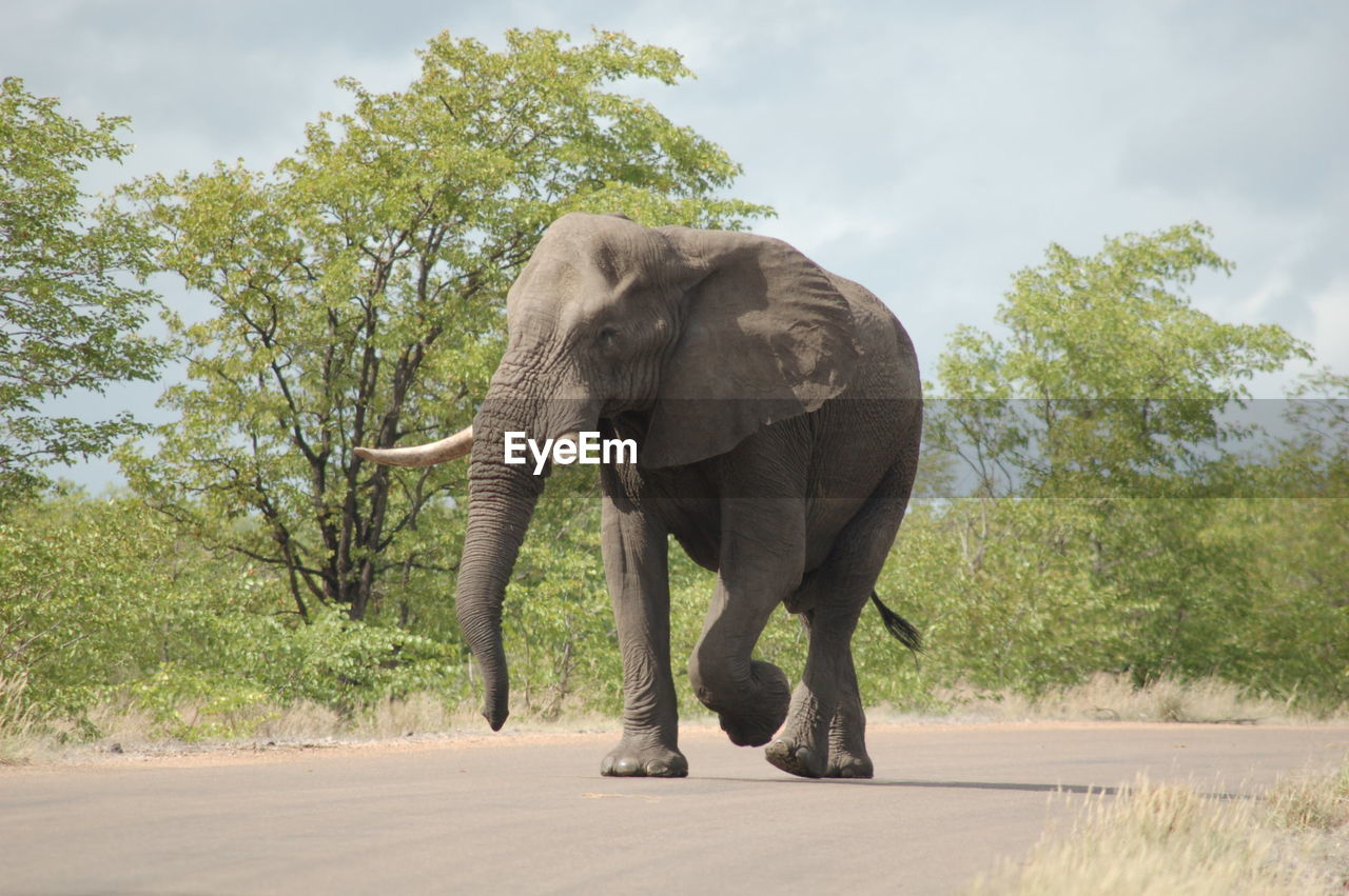 Elephant walking on country road by trees