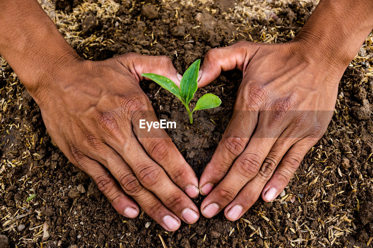 Cropped hands of person sapling plants outdoors