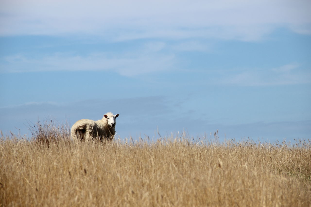 Sheep on grassy field against sky