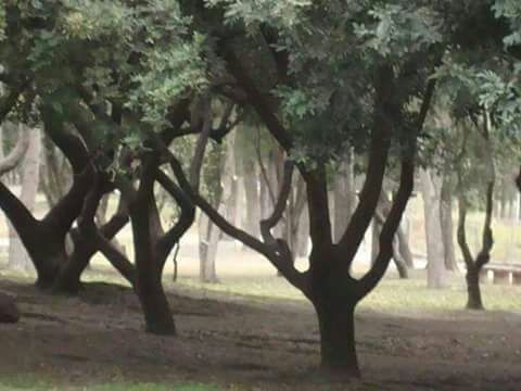 TREES IN LANDSCAPE