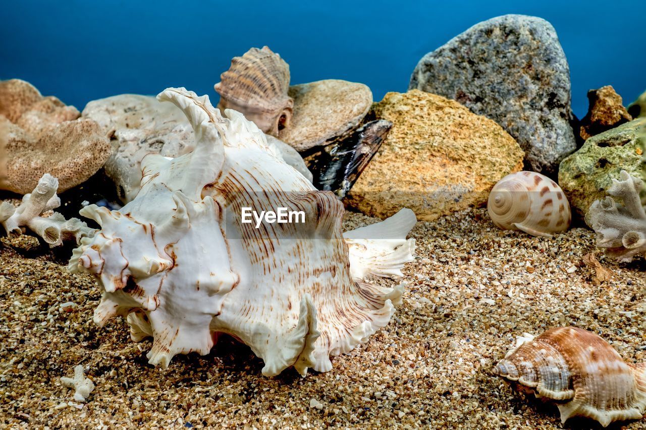 sea, animal, animal wildlife, nature, animal themes, shell, water, sea life, wildlife, land, no people, underwater, marine biology, marine, beach, undersea, coral, conch, beauty in nature, seashell, outdoors, reef, sand, close-up, rock