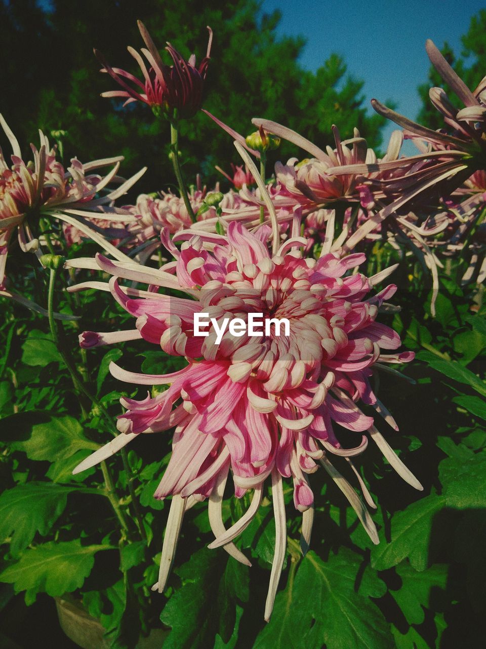 CLOSE-UP OF FLOWERS BLOOMING OUTDOORS