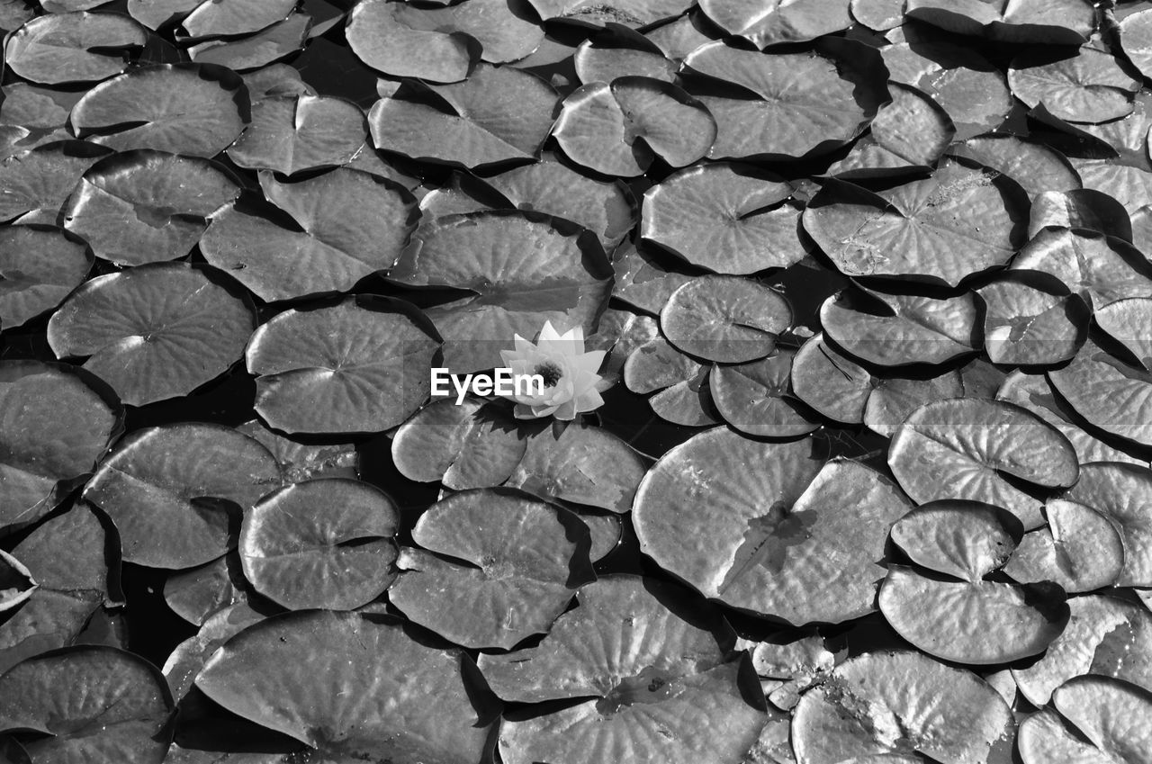 FULL FRAME SHOT OF FLOWERING PLANT LEAVES