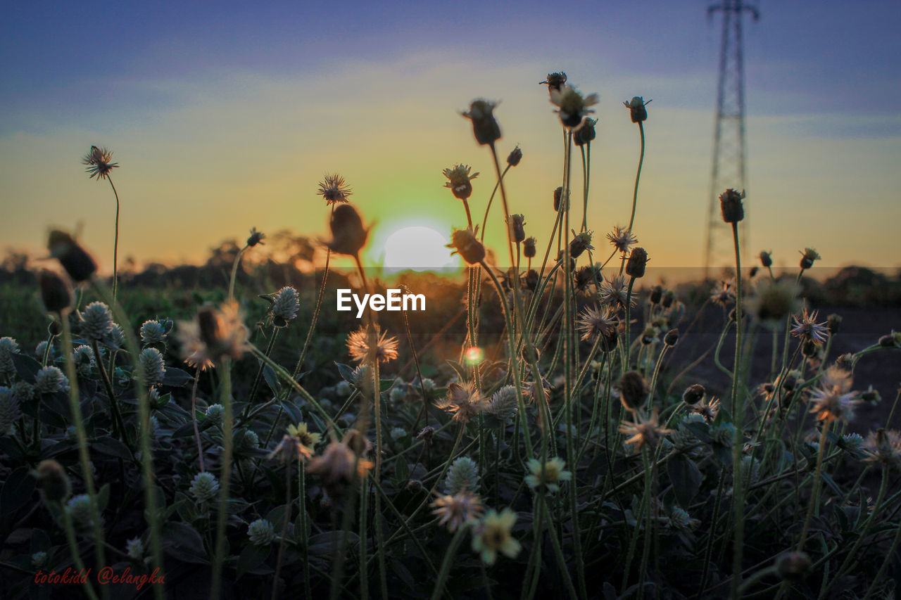 Close-up of flowering plants on field against sky