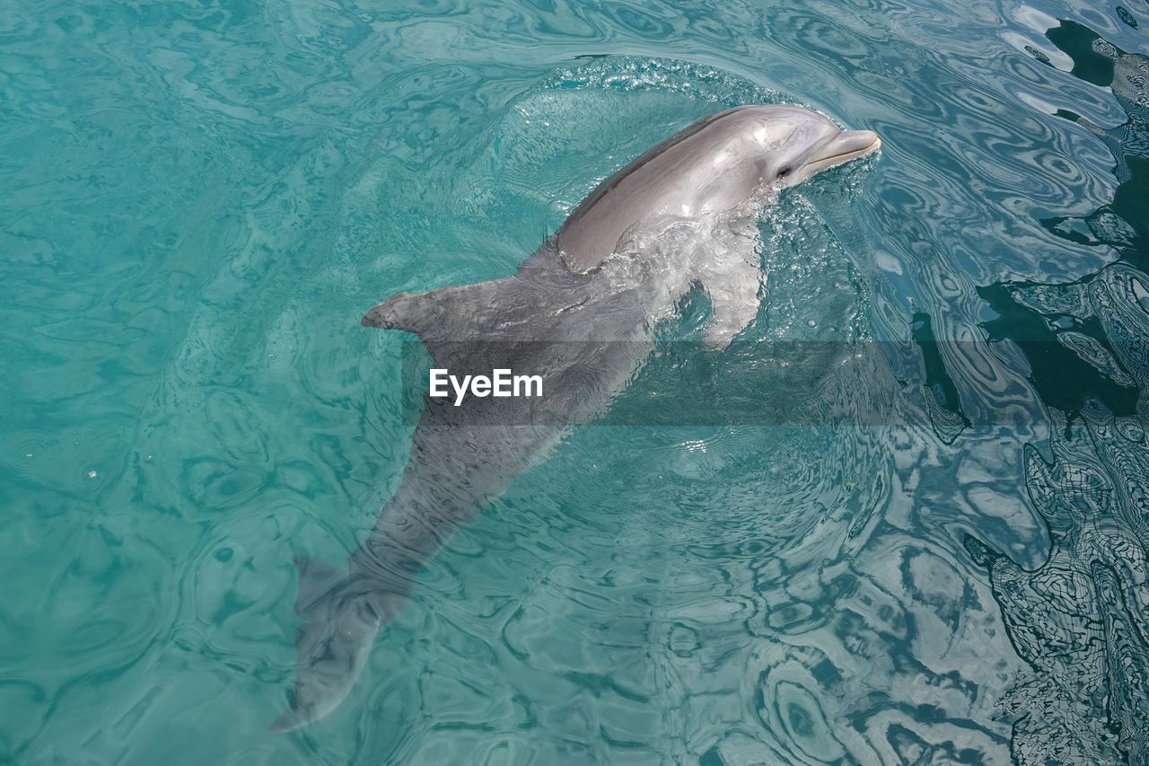 animal, marine biology, animal themes, water, dolphin, animal wildlife, wildlife, mammal, sea, one animal, underwater, swimming, common bottlenose dolphin, marine mammal, nature, aquatic mammal, no people, sea life, marine, outdoors, fish, striped dolphin, spinner dolphin, high angle view, day, stenella, motion