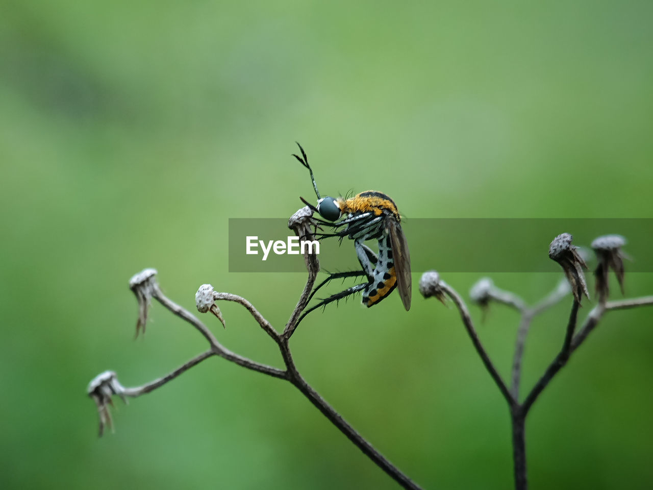 CLOSE-UP OF INSECT ON BRANCH