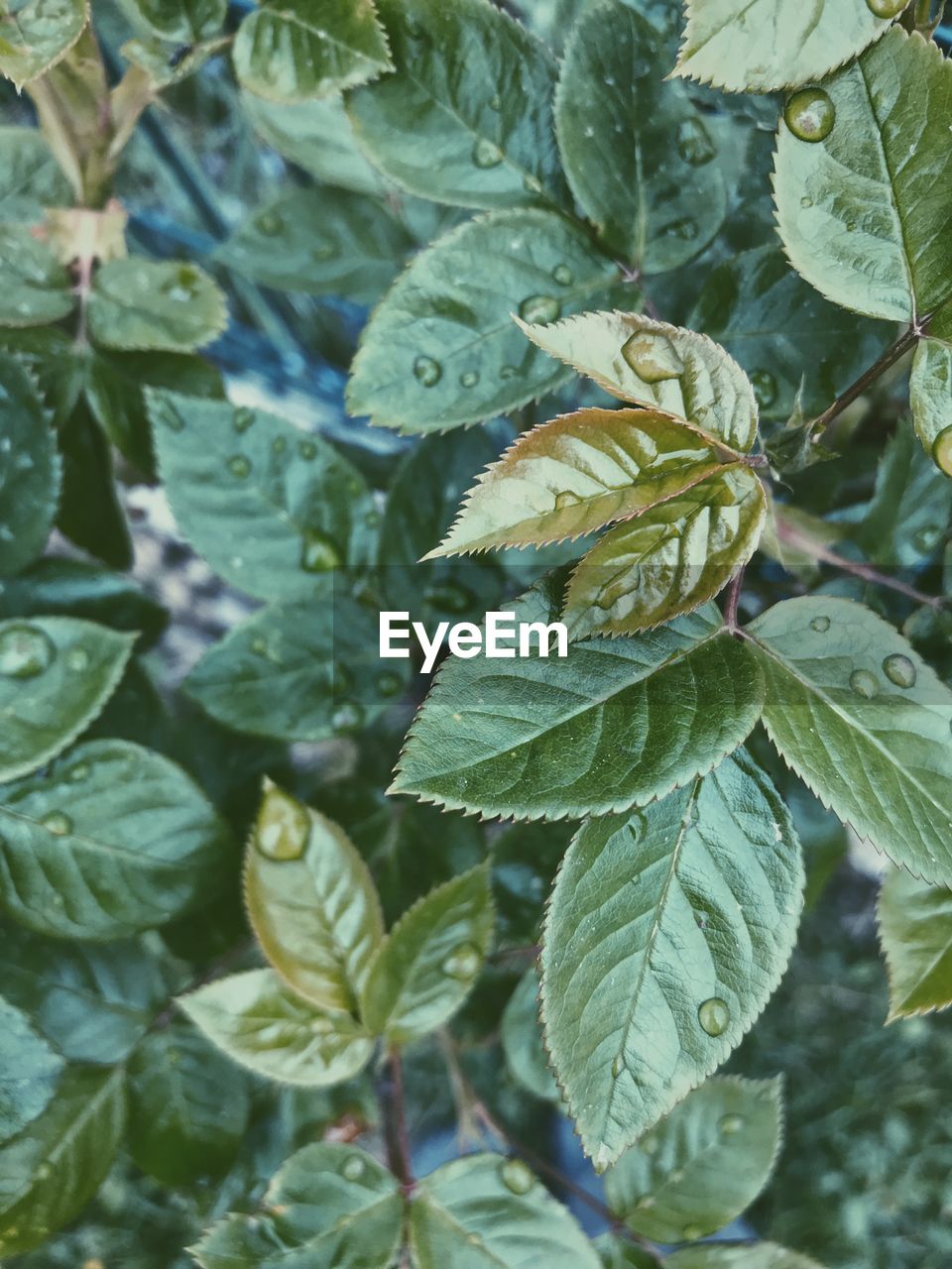 Close-up of fresh green leaves on plant