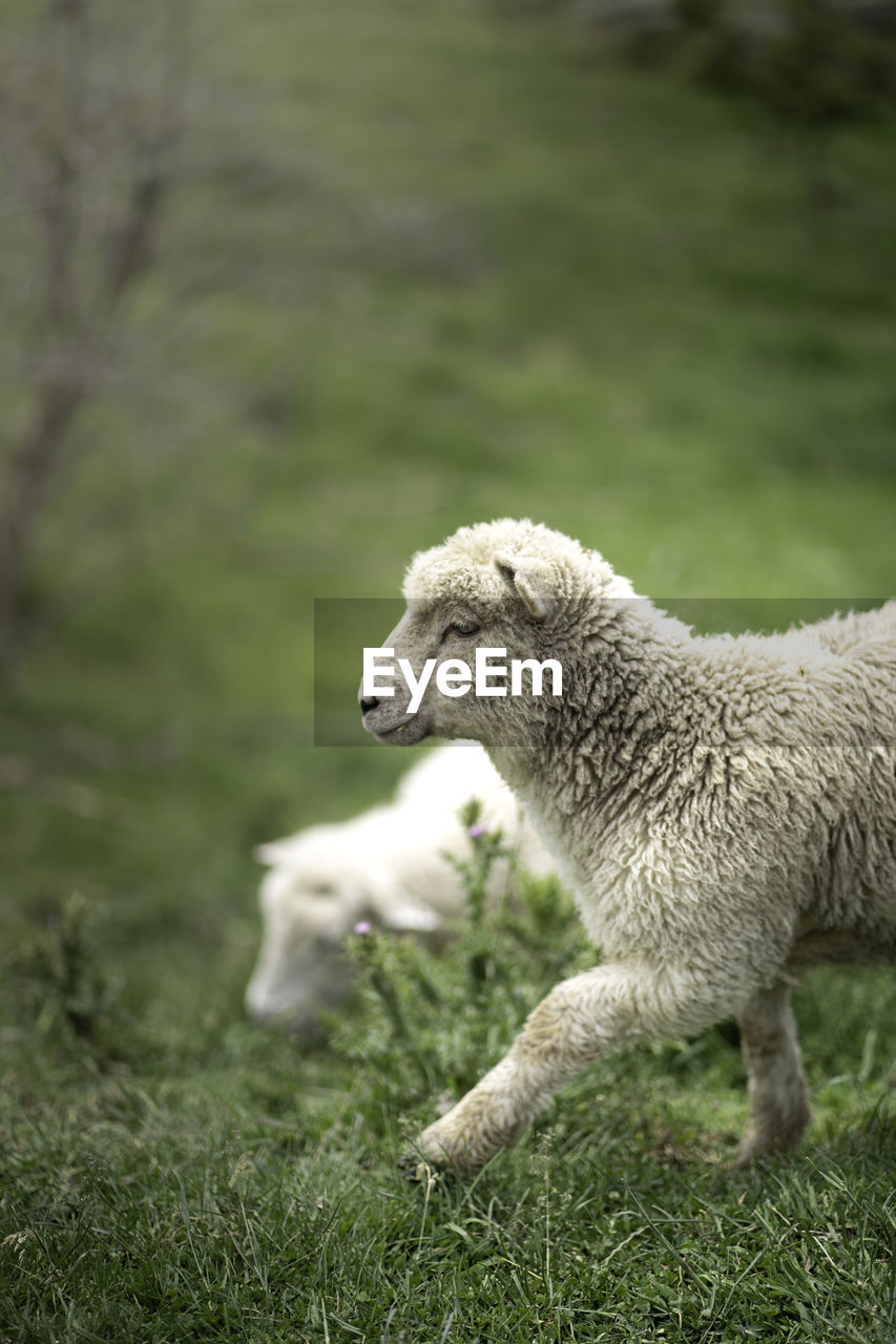 Medium shot of a sheep on field