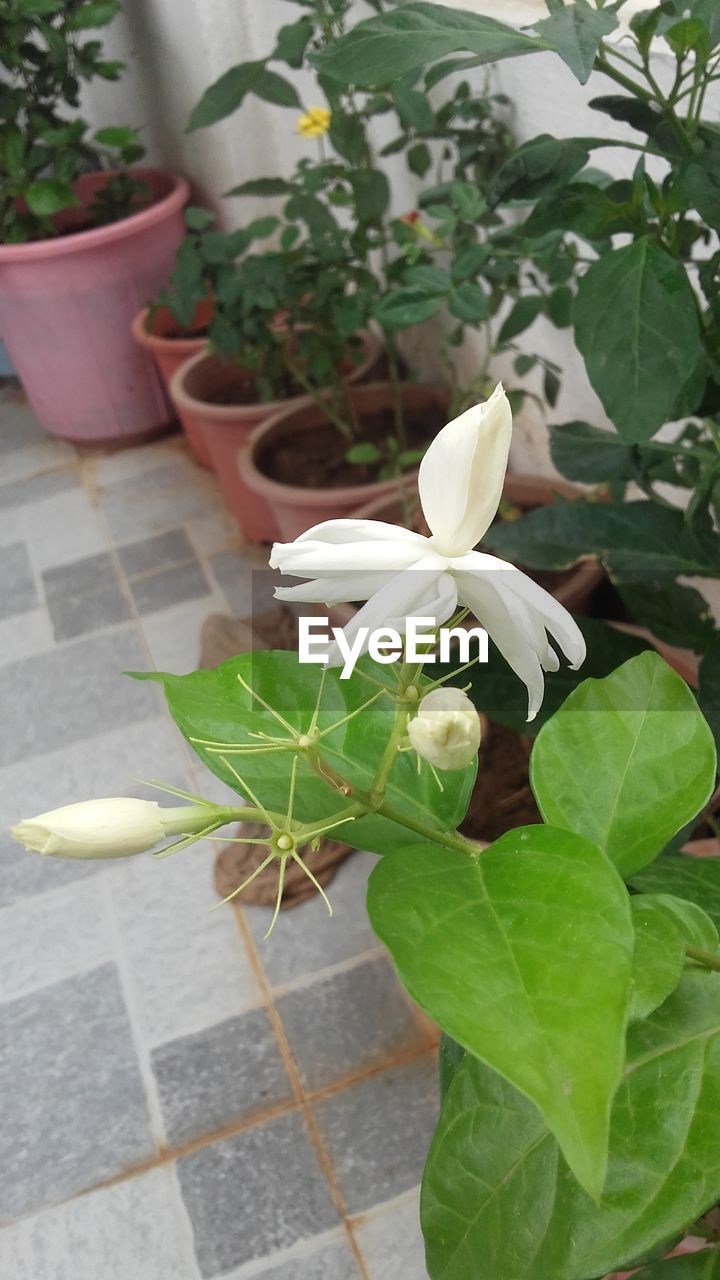 CLOSE-UP OF WHITE FLOWERS BLOOMING OUTDOORS