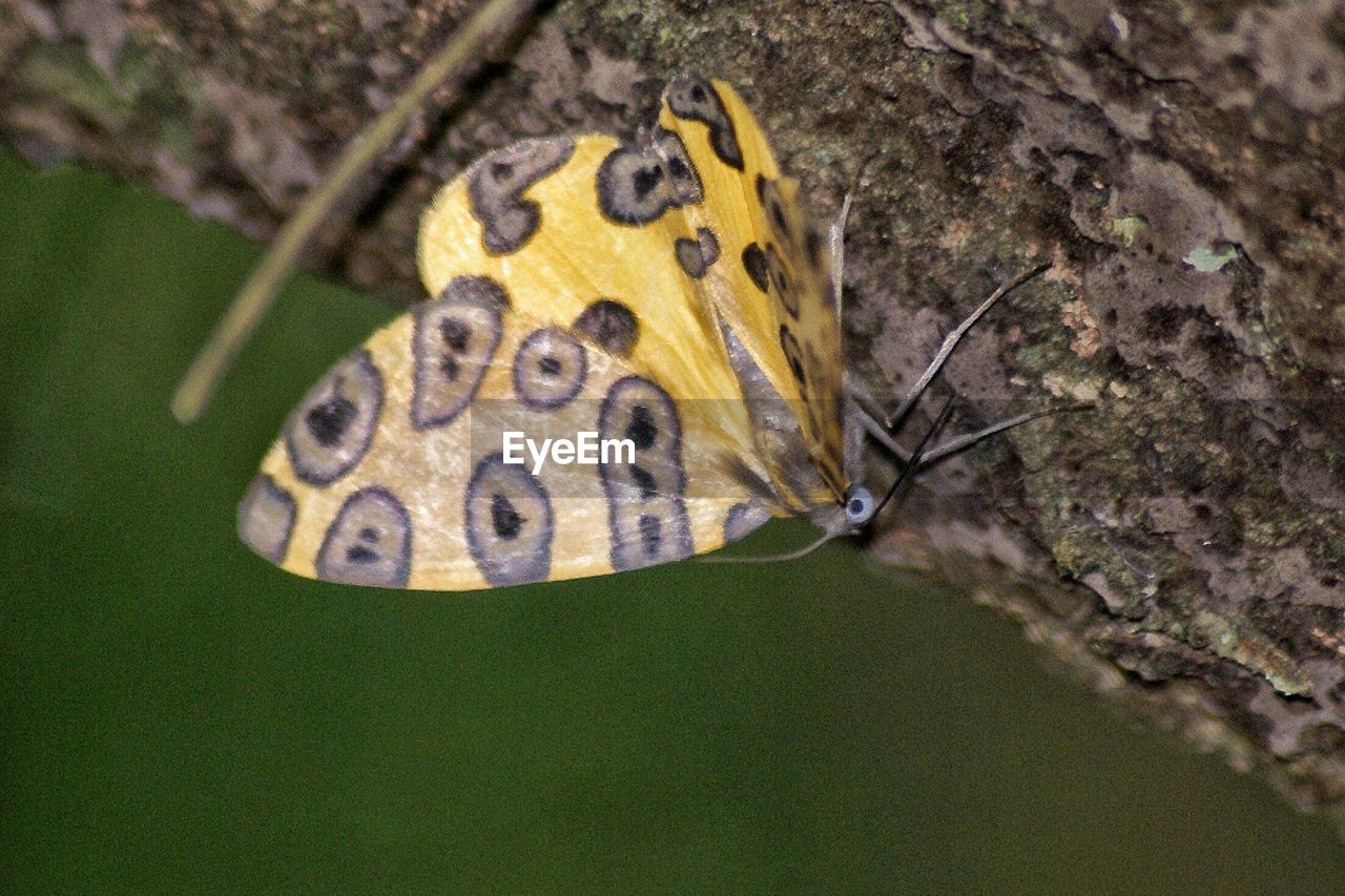 CLOSE-UP OF BUTTERFLY ON LEAF