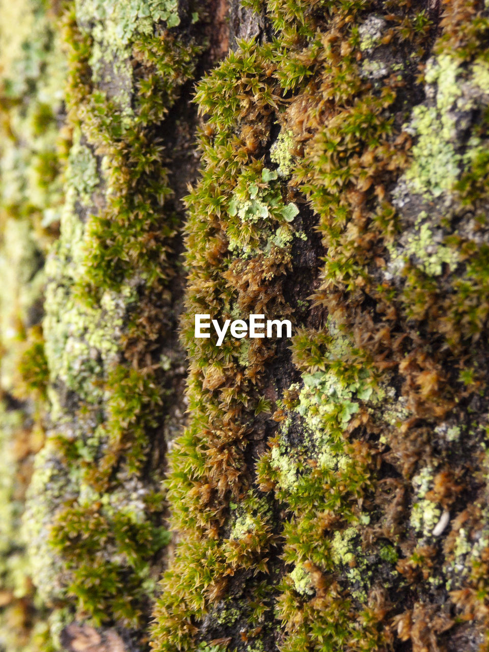 CLOSE-UP OF LICHEN ON TREE TRUNK