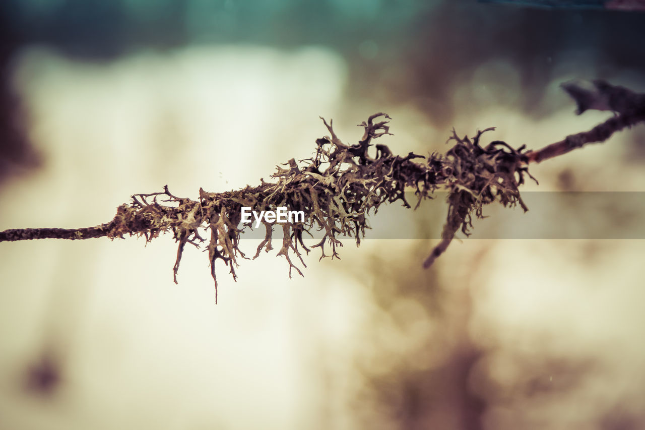 Close-up of plant against blurred background