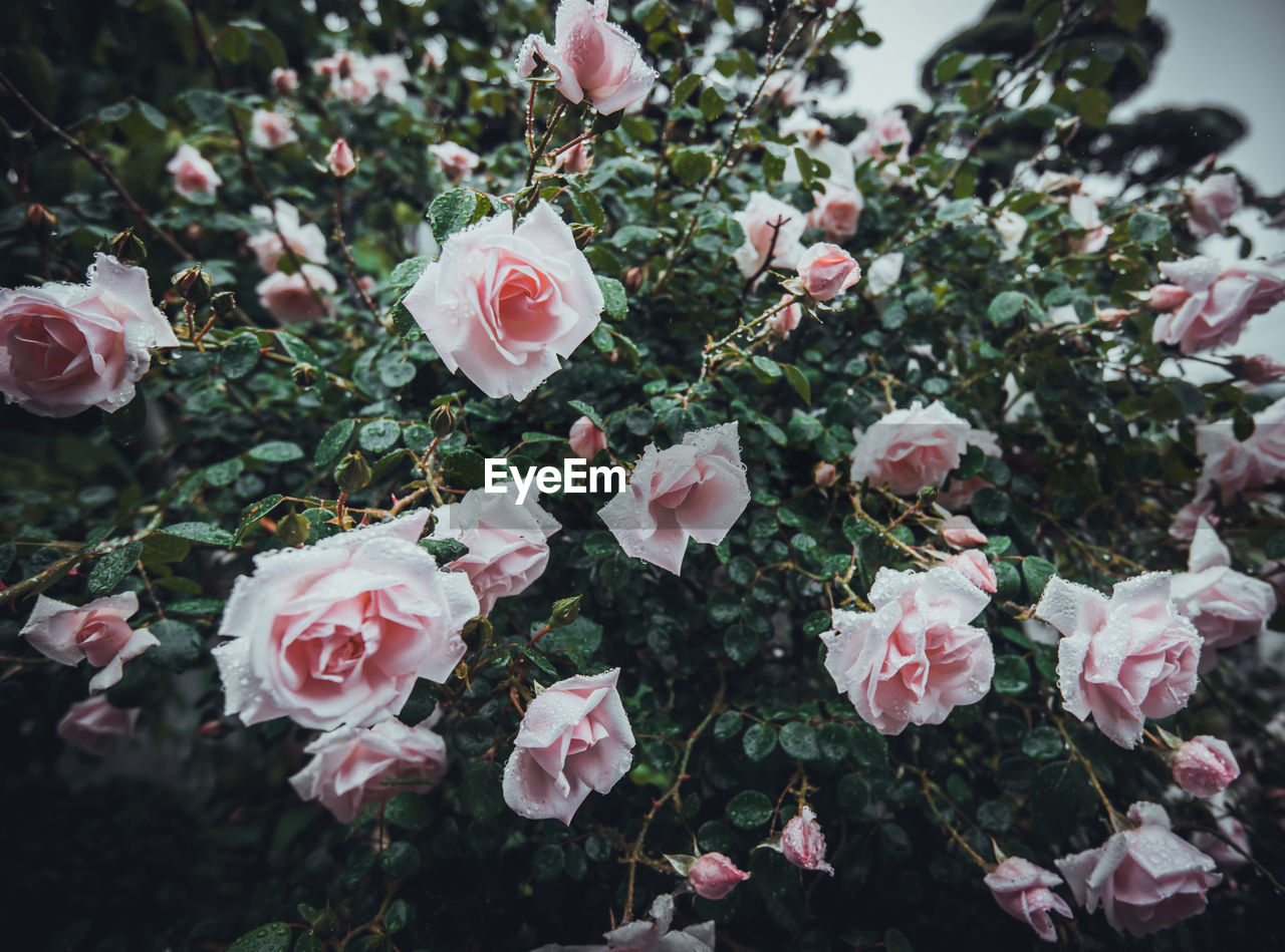 Close-up of pink roses