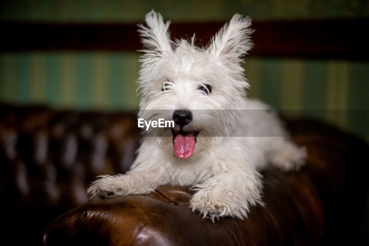 Close-up portrait of dog sticking out tongue at home