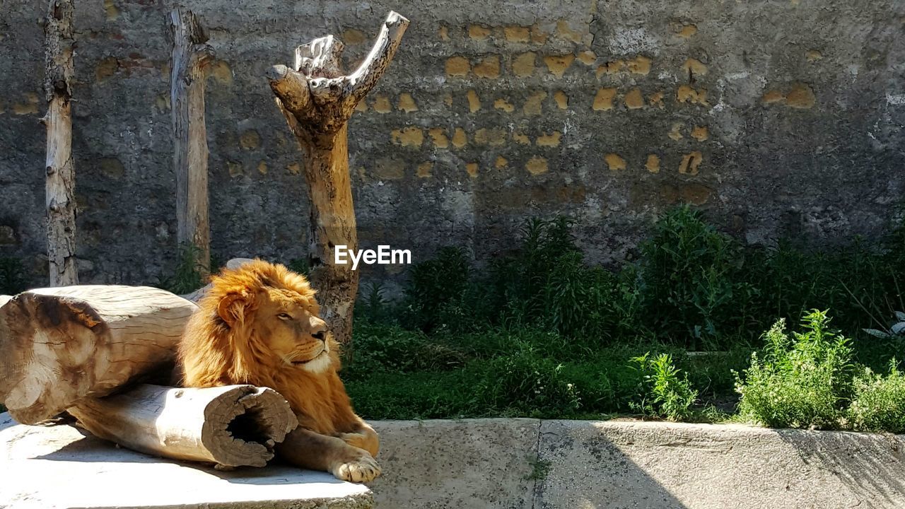 Lion sitting by log of wood