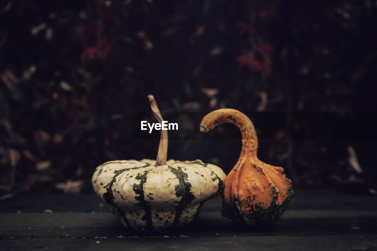 CLOSE-UP OF PUMPKIN ON TABLE AGAINST PLANTS